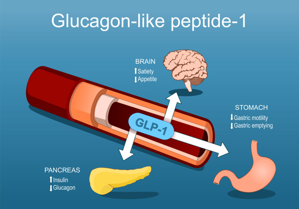 Glucagon-like peptide-1. GLP-1 from blood vessel to pancreas, brain and stomach. relationship between Satiety, Appetite hormones, Insulin, Glucagon, Gastric motility and emptying. Vector Isometric Flat illustration.