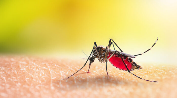 Aedes mosquitoe is sucking blood on human skin.