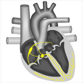 Illustration of Pathway of Electrical Conduction in the Heart