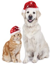 Cat and dog with santa hat on white background to bring attention to wwmg gastroenterology animal shelter holiday drive