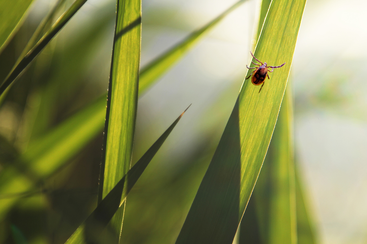 Blacklegged deer tick on grass